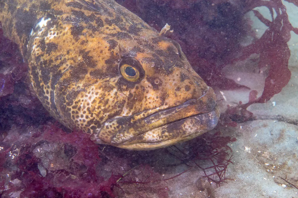 L'extraordinaire dentition de la morue-lingue du Pacifique L extraordinaire dentition de la morue lingue du Pacifique 2 L-extraordinaire-dentition-de-la-morue-lingue-du-Pacifique-2