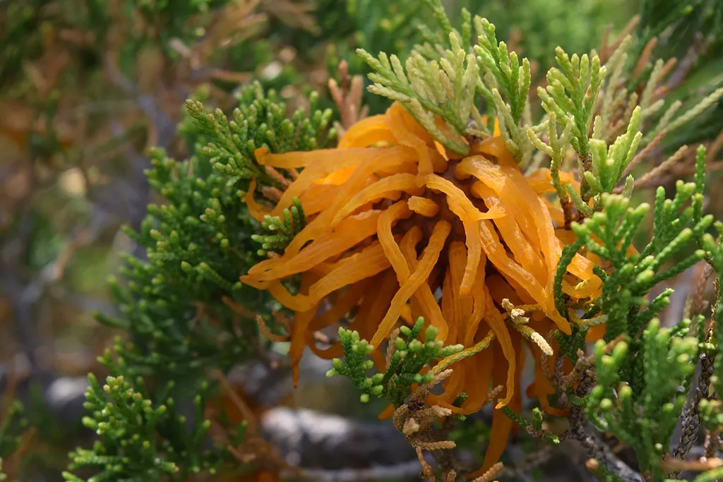 L'invasion tentaculaire d'un champignon parasite, la rouille du genévrier L invasion tentaculaire d un champignon parasite la rouille du genevrier 10 L-invasion-tentaculaire-d-un-champignon-parasite-la-rouille-du-genevrier-10
