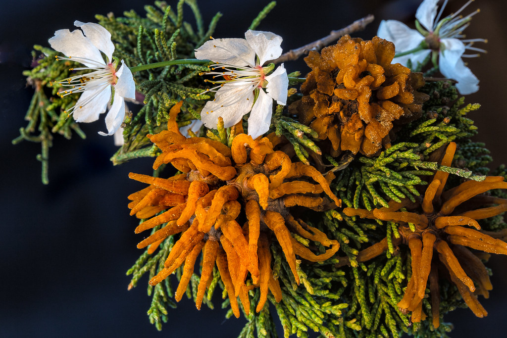 L'invasion tentaculaire d'un champignon parasite, la rouille du genévrier L invasion tentaculaire d un champignon parasite la rouille du genevrier 11 L-invasion-tentaculaire-d-un-champignon-parasite-la-rouille-du-genevrier-11