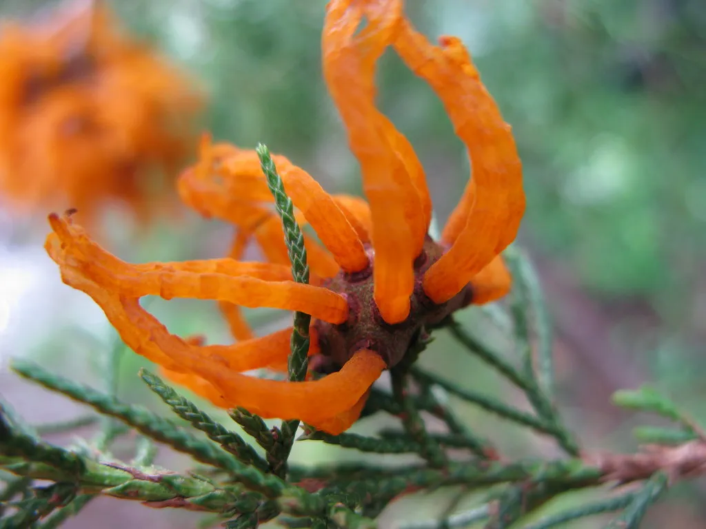 L'invasion tentaculaire d'un champignon parasite, la rouille du genévrier L invasion tentaculaire d un champignon parasite la rouille du genevrier 3 L-invasion-tentaculaire-d-un-champignon-parasite-la-rouille-du-genevrier-3
