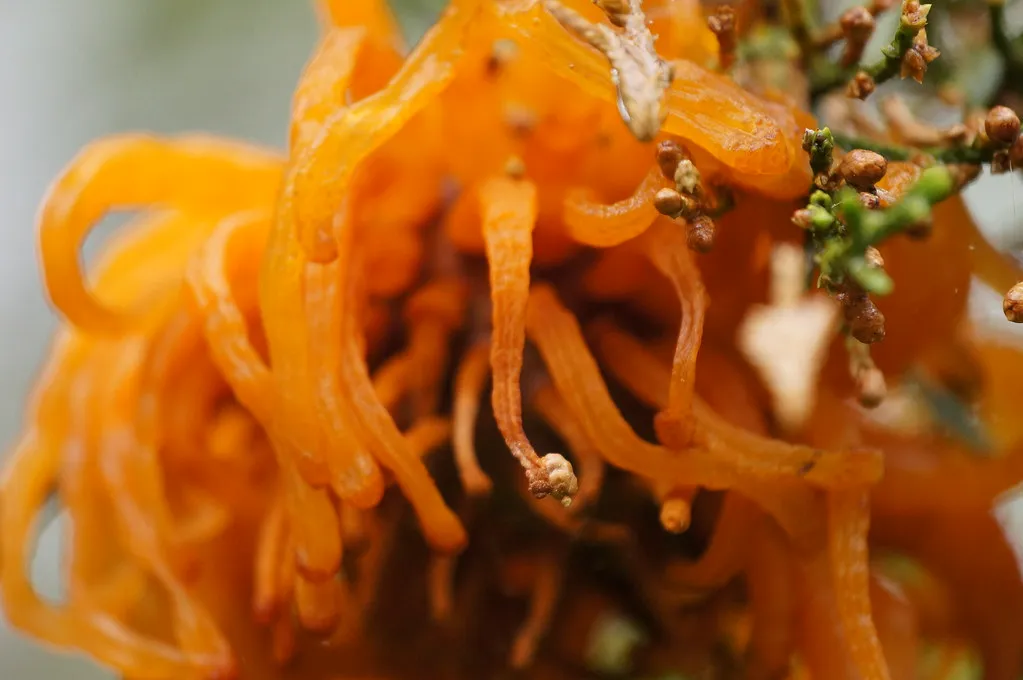 L'invasion tentaculaire d'un champignon parasite, la rouille du genévrier L invasion tentaculaire d un champignon parasite la rouille du genevrier 4 L-invasion-tentaculaire-d-un-champignon-parasite-la-rouille-du-genevrier-4