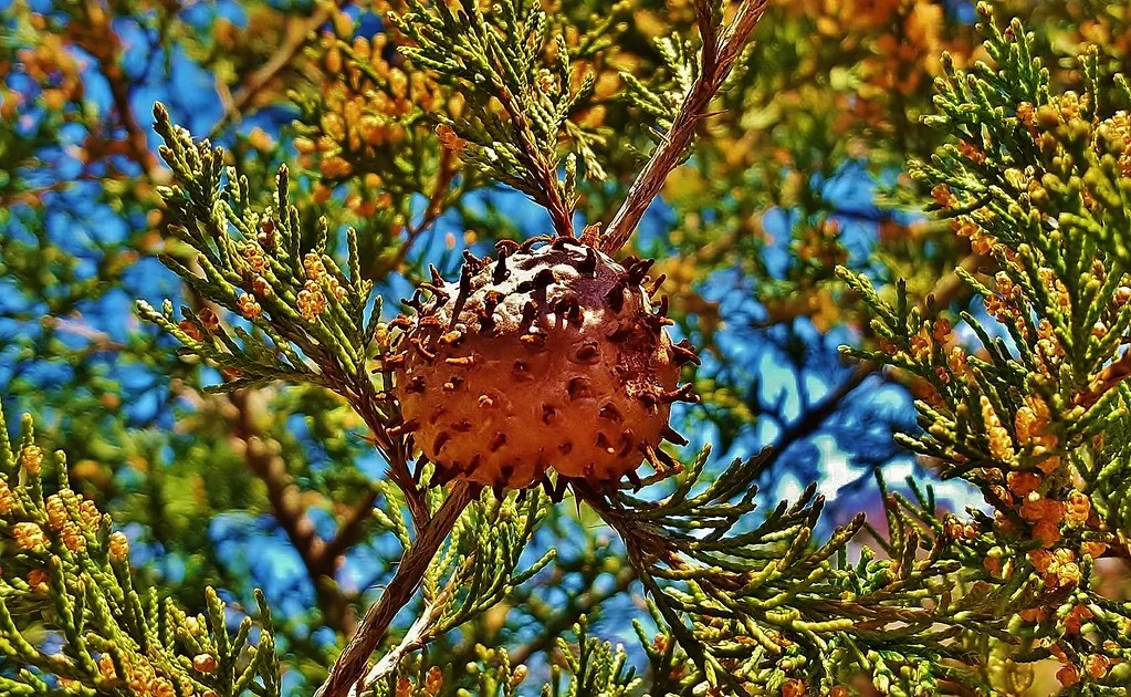 L'invasion tentaculaire d'un champignon parasite, la rouille du genévrier L invasion tentaculaire d un champignon parasite la rouille du genevrier 5 L-invasion-tentaculaire-d-un-champignon-parasite-la-rouille-du-genevrier-5