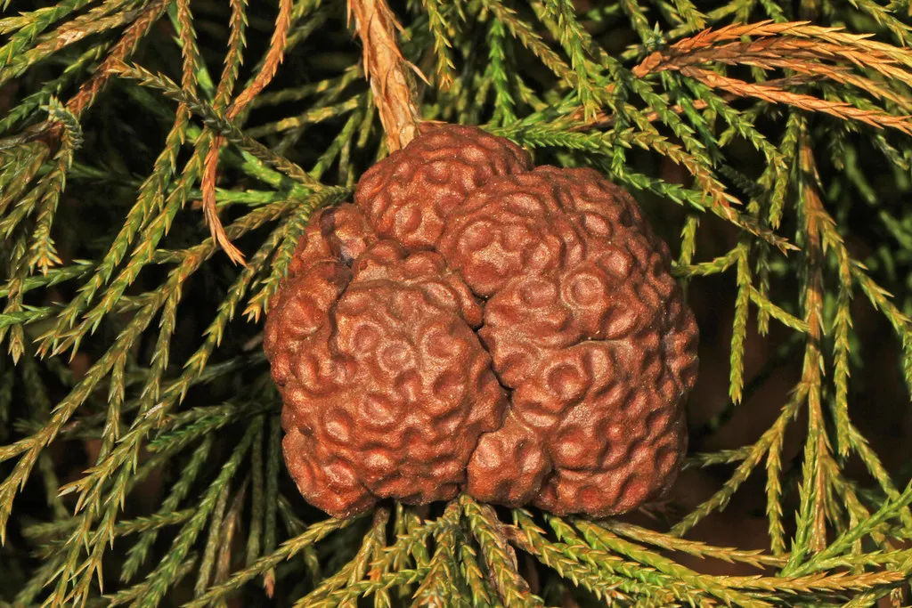 L'invasion tentaculaire d'un champignon parasite, la rouille du genévrier L invasion tentaculaire d un champignon parasite la rouille du genevrier 6 L-invasion-tentaculaire-d-un-champignon-parasite-la-rouille-du-genevrier-6