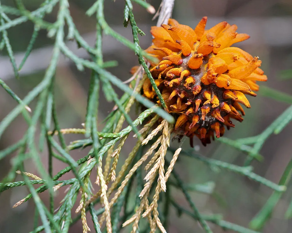 L'invasion tentaculaire d'un champignon parasite, la rouille du genévrier L invasion tentaculaire d un champignon parasite la rouille du genevrier 7 L-invasion-tentaculaire-d-un-champignon-parasite-la-rouille-du-genevrier-7