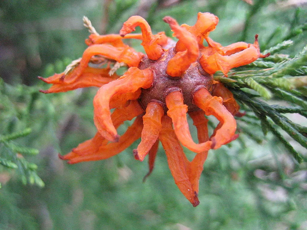 L'invasion tentaculaire d'un champignon parasite, la rouille du genévrier L invasion tentaculaire d un champignon parasite la rouille du genevrier 8 L-invasion-tentaculaire-d-un-champignon-parasite-la-rouille-du-genevrier-8
