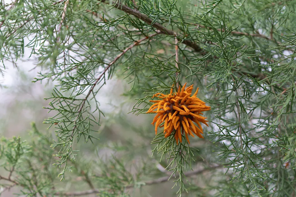 L'invasion tentaculaire d'un champignon parasite, la rouille du genévrier L invasion tentaculaire d un champignon parasite la rouille du genevrier 9 L-invasion-tentaculaire-d-un-champignon-parasite-la-rouille-du-genevrier-9