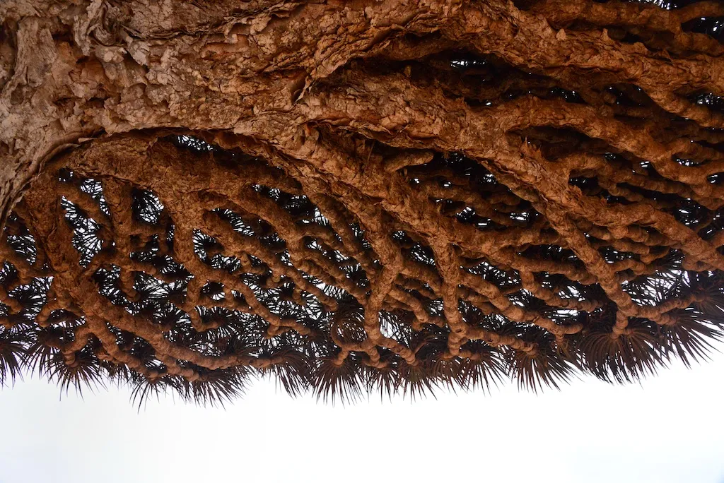 Le dragonnier de Socotra ou arbre sang du dragon Le dragonnier de Socotra ou arbre sang du dragon yemen 10 Le-dragonnier-de-Socotra-ou-arbre-sang-du-dragon-yemen-10