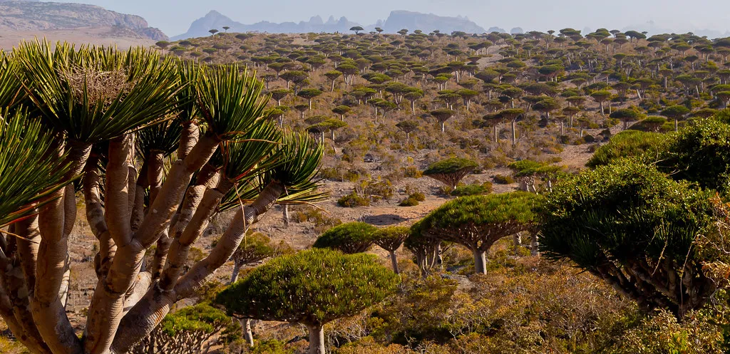 Le dragonnier de Socotra ou arbre sang du dragon Le dragonnier de Socotra ou arbre sang du dragon yemen 11 Le-dragonnier-de-Socotra-ou-arbre-sang-du-dragon-yemen-11