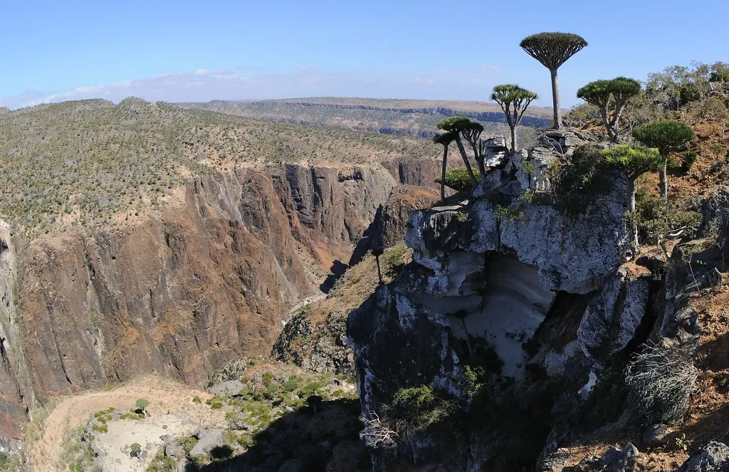 Le dragonnier de Socotra ou arbre sang du dragon Le dragonnier de Socotra ou arbre sang du dragon yemen 12 Le-dragonnier-de-Socotra-ou-arbre-sang-du-dragon-yemen-12