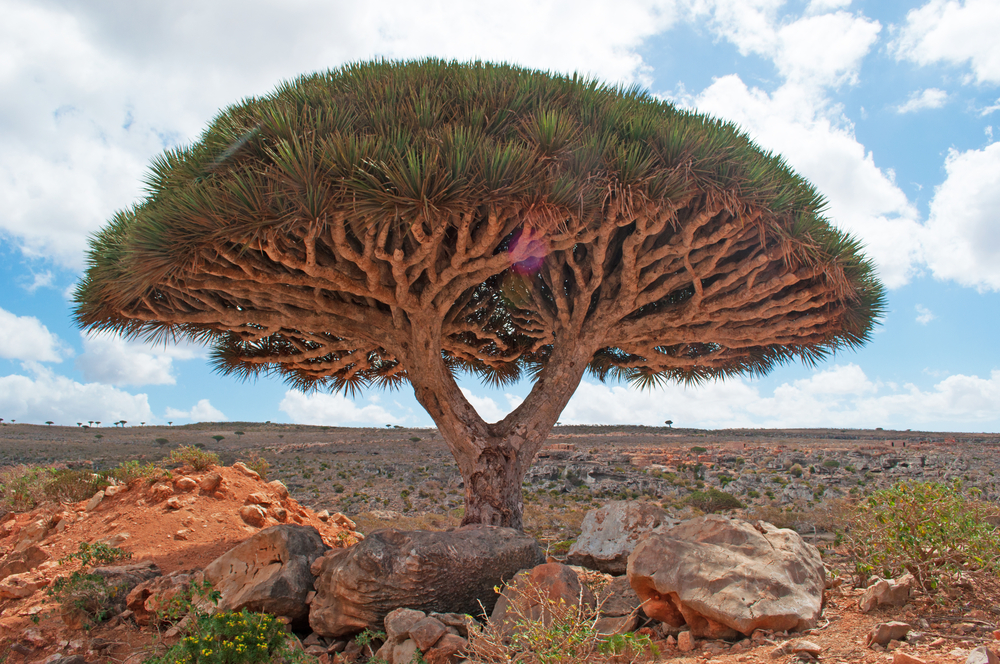 Le dragonnier de Socotra ou arbre sang du dragon Le dragonnier de Socotra ou arbre sang du dragon yemen 13 Le-dragonnier-de-Socotra-ou-arbre-sang-du-dragon-yemen-13
