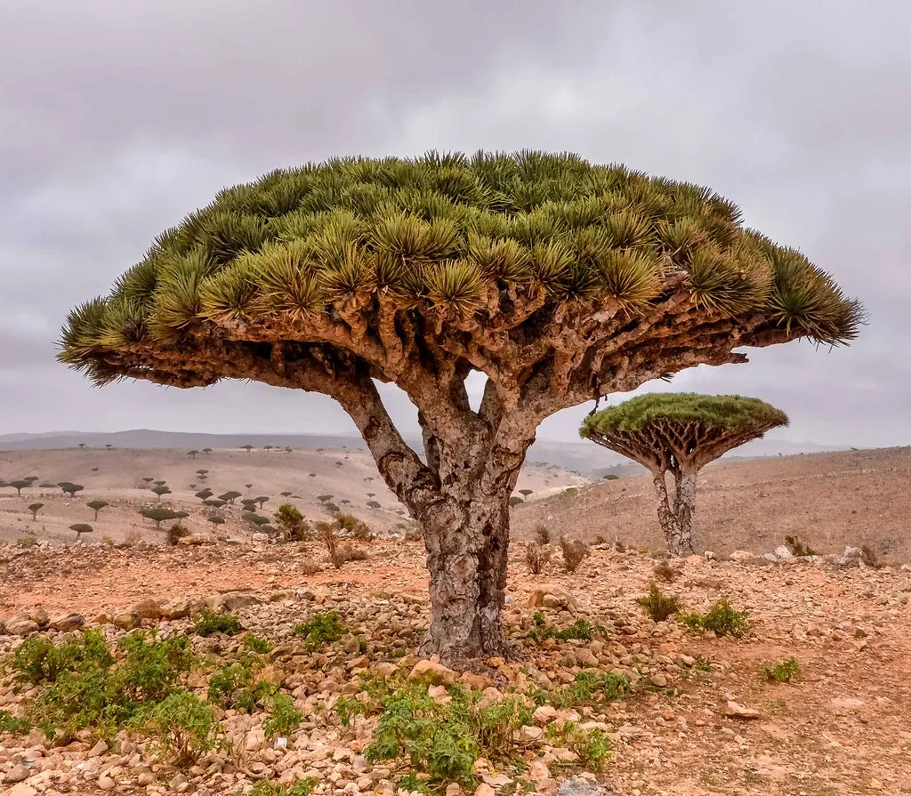 Le dragonnier de Socotra ou arbre sang du dragon Le dragonnier de Socotra ou arbre sang du dragon yemen 3 Le-dragonnier-de-Socotra-ou-arbre-sang-du-dragon-yemen-3