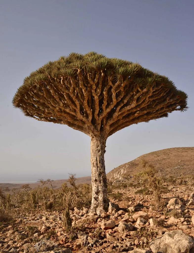 Le dragonnier de Socotra ou arbre sang du dragon Le dragonnier de Socotra ou arbre sang du dragon yemen 4 Le-dragonnier-de-Socotra-ou-arbre-sang-du-dragon-yemen-4