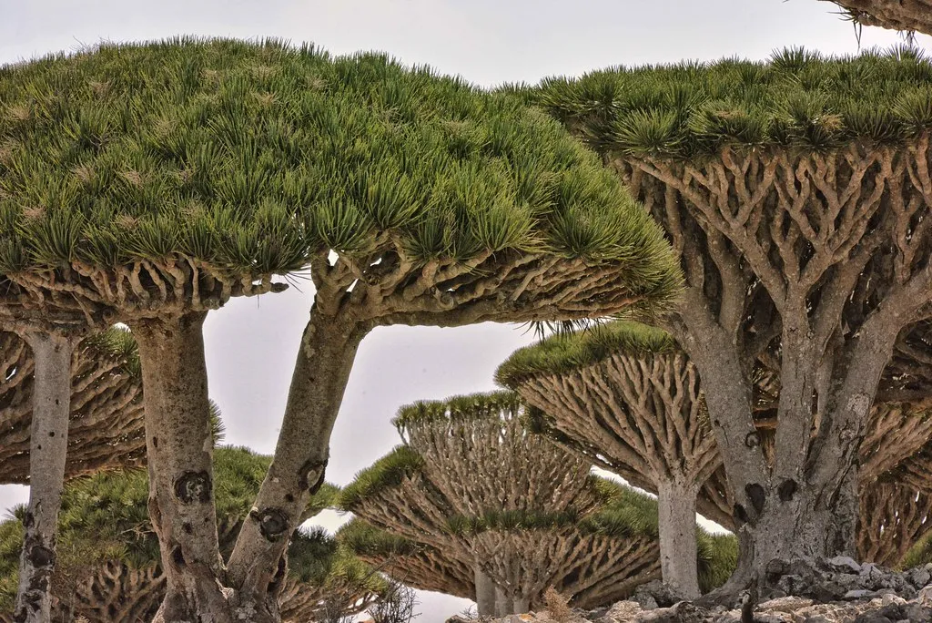 Le dragonnier de Socotra ou arbre sang du dragon Le dragonnier de Socotra ou arbre sang du dragon yemen 5 Le-dragonnier-de-Socotra-ou-arbre-sang-du-dragon-yemen-5