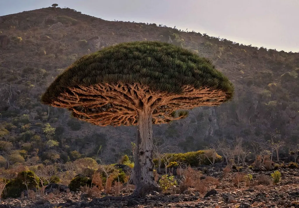 Le dragonnier de Socotra ou arbre sang du dragon Le dragonnier de Socotra ou arbre sang du dragon yemen 6 Le-dragonnier-de-Socotra-ou-arbre-sang-du-dragon-yemen-6