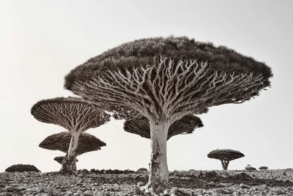 Le dragonnier de Socotra ou arbre sang du dragon Le dragonnier de Socotra ou arbre sang du dragon yemen 7 Le dragonnier de Socotra ou arbre sang du dragon yemen 7