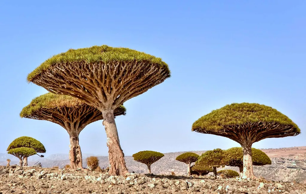 Le dragonnier de Socotra ou arbre sang du dragon Le dragonnier de Socotra ou arbre sang du dragon yemen 8 Le-dragonnier-de-Socotra-ou-arbre-sang-du-dragon-yemen-8