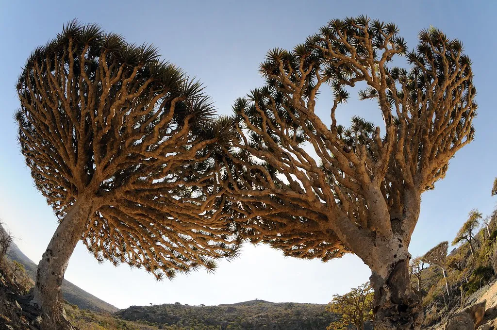 Le dragonnier de Socotra ou arbre sang du dragon Le dragonnier de Socotra ou arbre sang du dragon yemen 9 Le-dragonnier-de-Socotra-ou-arbre-sang-du-dragon-yemen-9