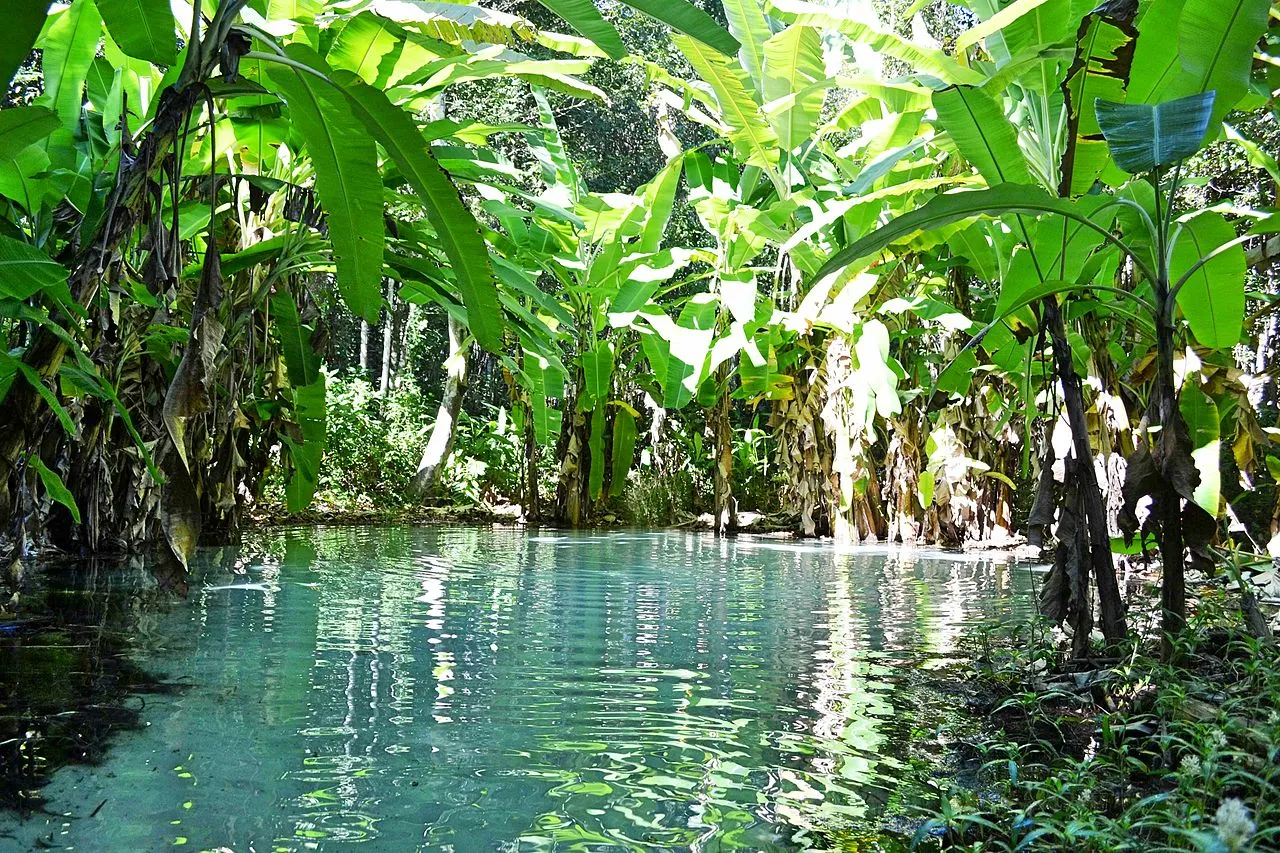 Les Fervedouros, merveilleuses piscines naturelles du parc Jalapão au Brésil Les Fervedouros merveilleuses piscines naturelles du parc Jalapao bresil 4 Les-Fervedouros-merveilleuses-piscines-naturelles-du-parc-Jalapao-bresil-4
