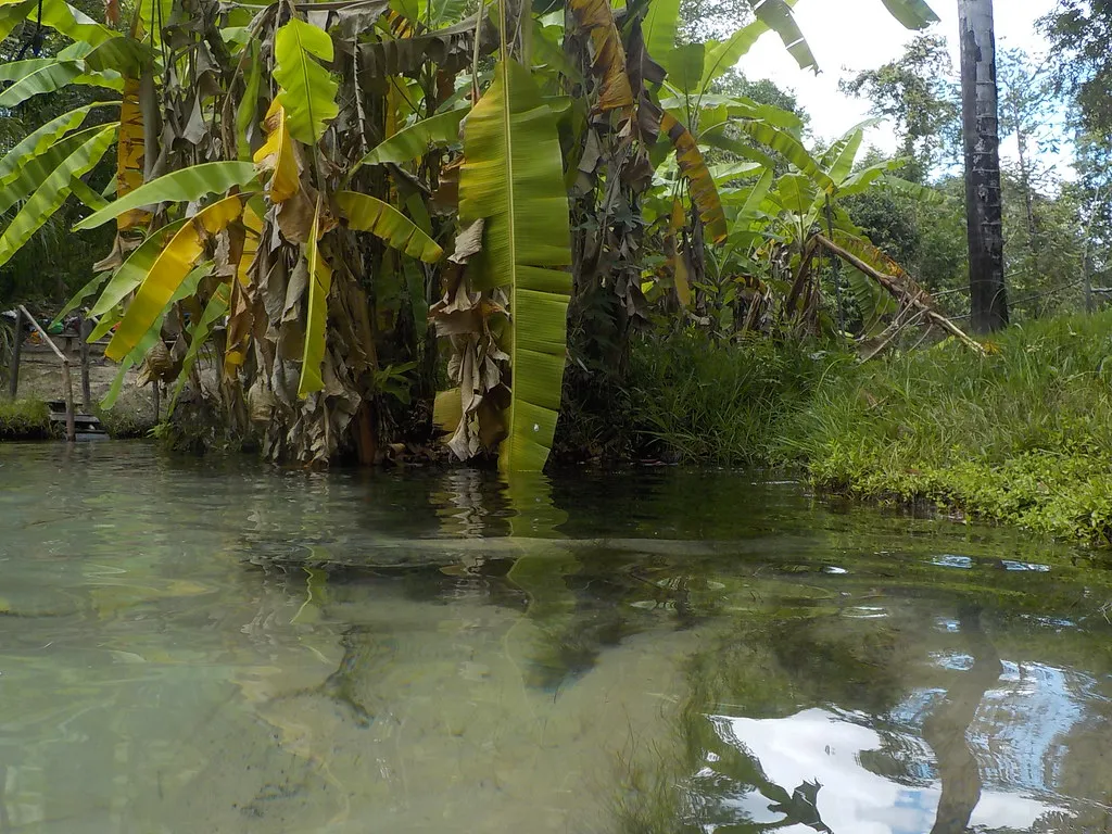Les Fervedouros, merveilleuses piscines naturelles du parc Jalapão au Brésil Les Fervedouros merveilleuses piscines naturelles du parc Jalapao bresil 6 Les-Fervedouros-merveilleuses-piscines-naturelles-du-parc-Jalapao-bresil-6