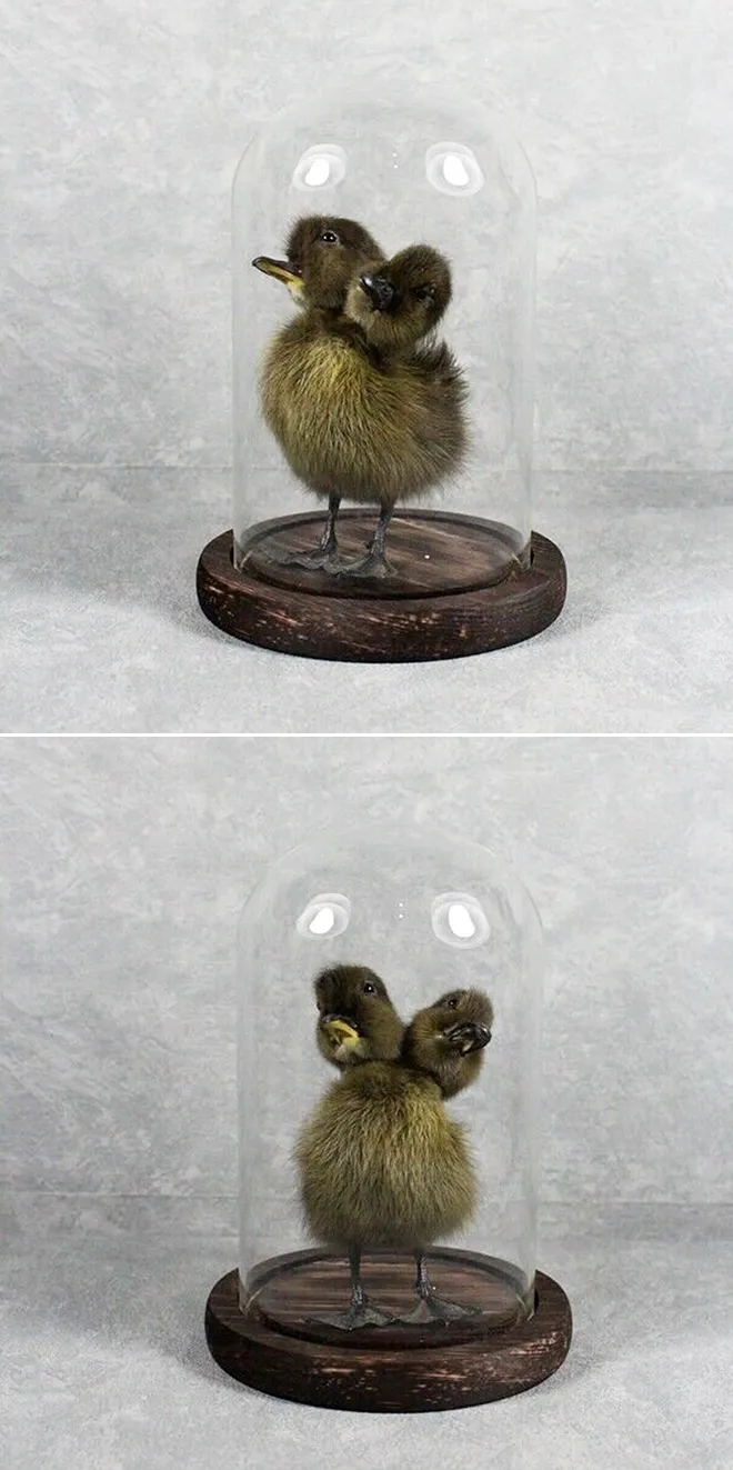 Les taxidermies bizarres de Bin Les taxidermies bizarres de Bin 2 canard 2 tetes Les-taxidermies-bizarres-de-Bin-2-canard-2-tetes