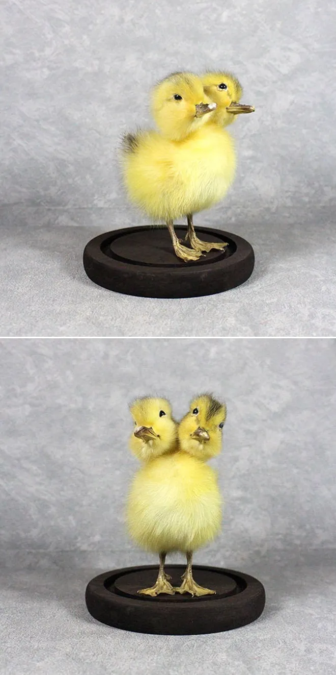 Les taxidermies bizarres de Bin Les taxidermies bizarres de Bin canard a 2 tetes Les-taxidermies-bizarres-de-Bin-canard-a-2-tetes