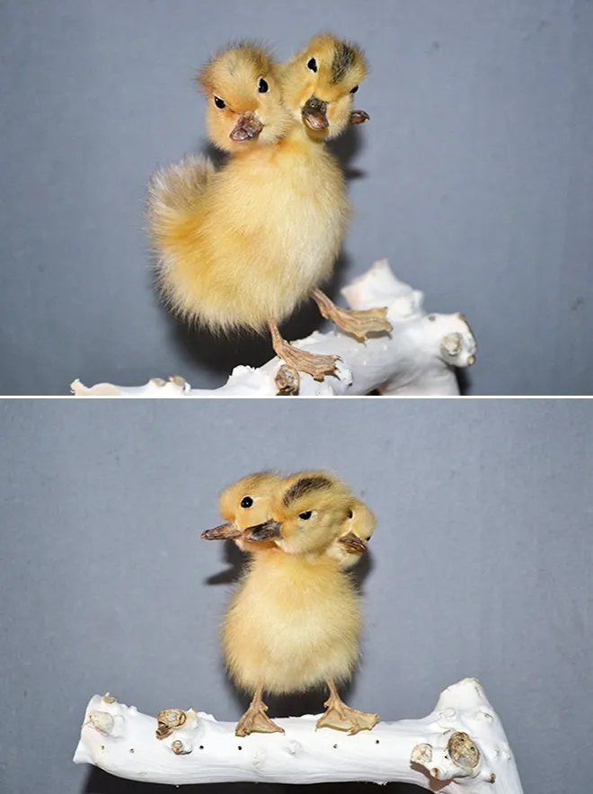 Les taxidermies bizarres de Bin Les taxidermies bizarres de Bin canard a 3 tetes Les-taxidermies-bizarres-de-Bin-canard-a-3-tetes
