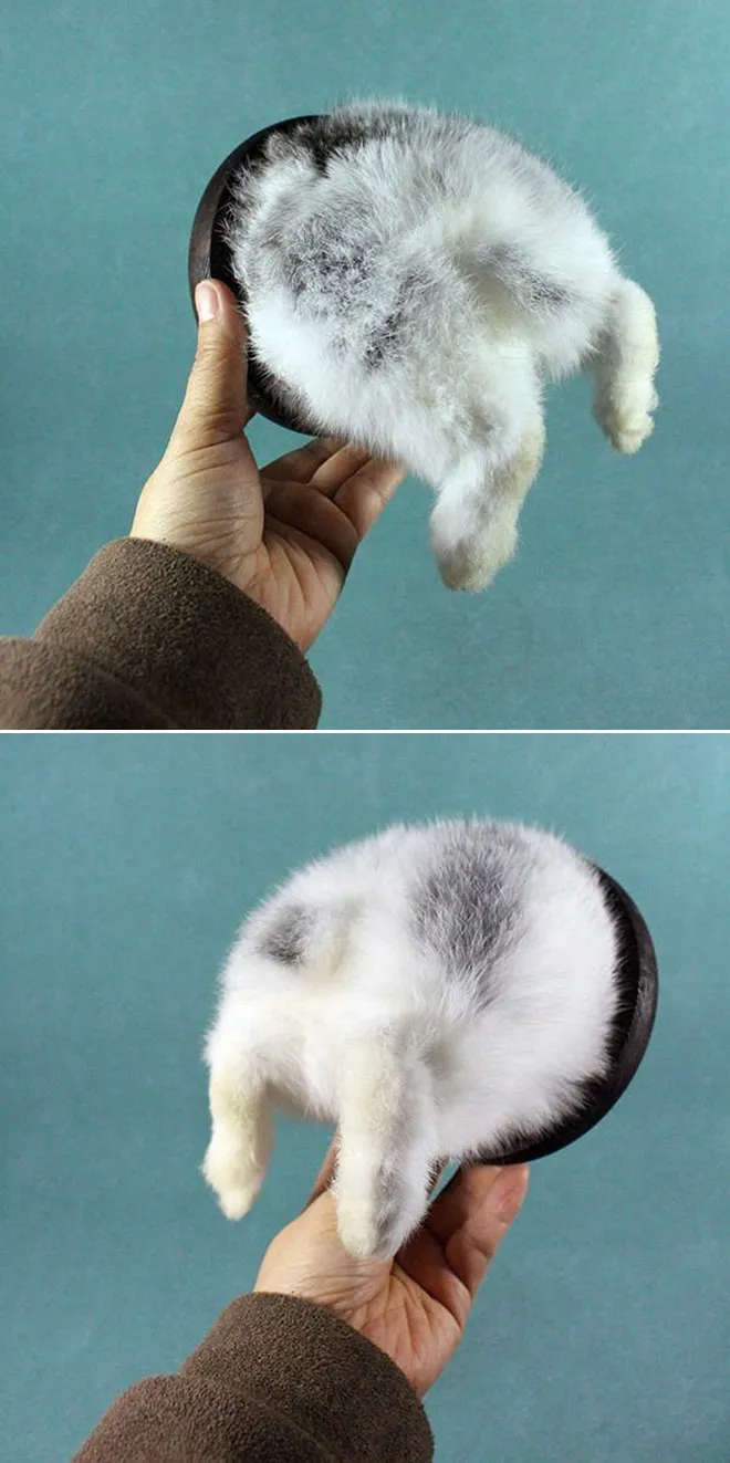 Les taxidermies bizarres de Bin Les taxidermies bizarres de Bin lapin 3 Les-taxidermies-bizarres-de-Bin-lapin-3