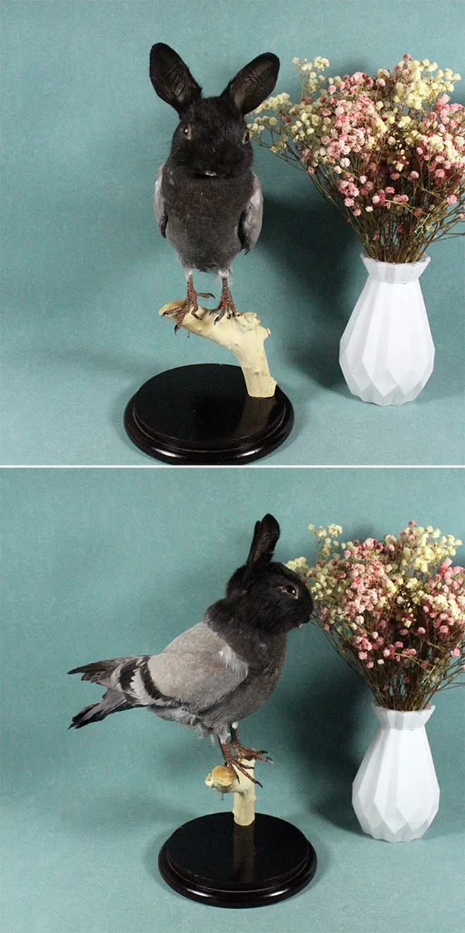 Les taxidermies bizarres de Bin Les taxidermies bizarres de Bin lapin pigeon 1 Les-taxidermies-bizarres-de-Bin-lapin-pigeon-1