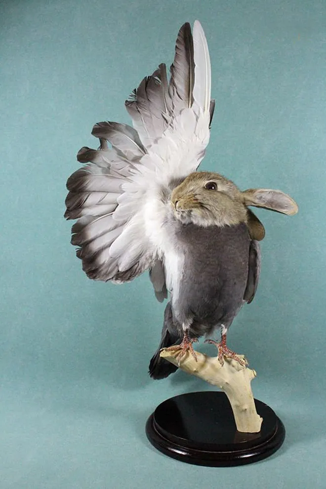 Les taxidermies bizarres de Bin Les taxidermies bizarres de Bin lapin pigeon 2 Les-taxidermies-bizarres-de-Bin-lapin-pigeon-2