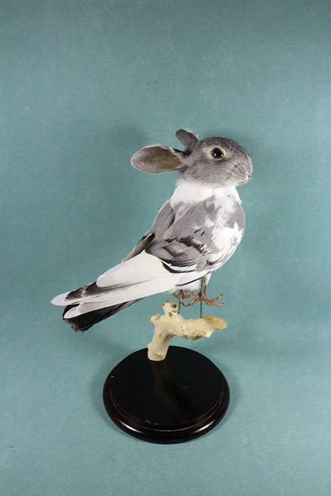 Les taxidermies bizarres de Bin Les taxidermies bizarres de Bin lapin pigeon 4 Les-taxidermies-bizarres-de-Bin-lapin-pigeon-4