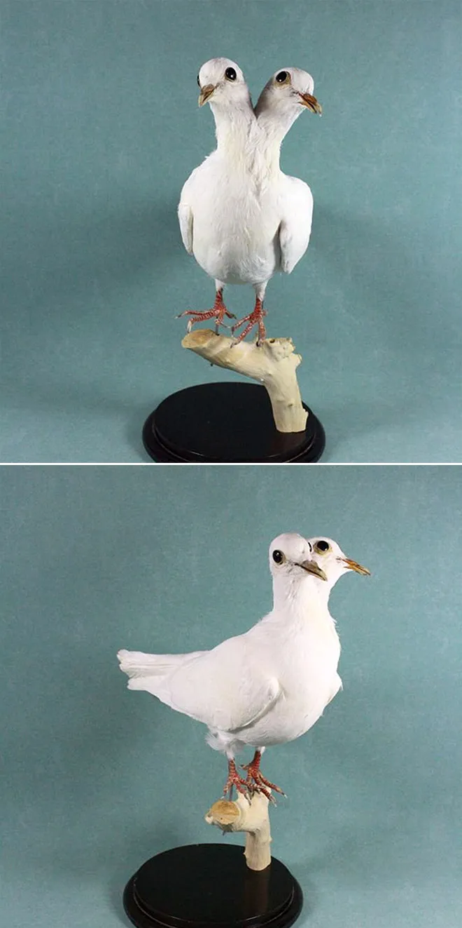 Les taxidermies bizarres de Bin Les taxidermies bizarres de Bin tourterelle 2 tetes Les-taxidermies-bizarres-de-Bin-tourterelle-2-tetes
