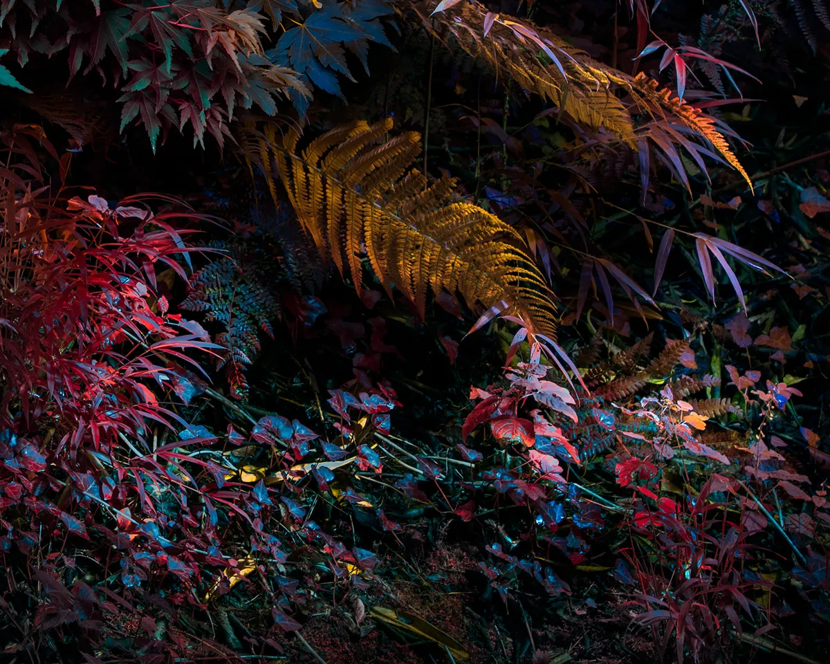 Variegation - des végétaux aux couleurs énergétiques par Tom Leighton Variegation des vegetaux aux couleurs energetiques par Tom Leighton 1 Variegation-des-vegetaux-aux-couleurs-energetiques-par-Tom-Leighton