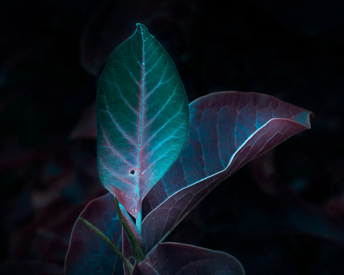 Variegation - des végétaux aux couleurs énergétiques par Tom Leighton Variegation des vegetaux aux couleurs energetiques par Tom Leighton 4 Variegation-des-vegetaux-aux-couleurs-energetiques-par-Tom-Leighton