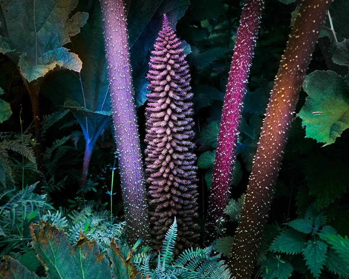 Variegation - des végétaux aux couleurs énergétiques par Tom Leighton Variegation des vegetaux aux couleurs energetiques par Tom Leighton 5 Variegation-des-vegetaux-aux-couleurs-energetiques-par-Tom-Leighton