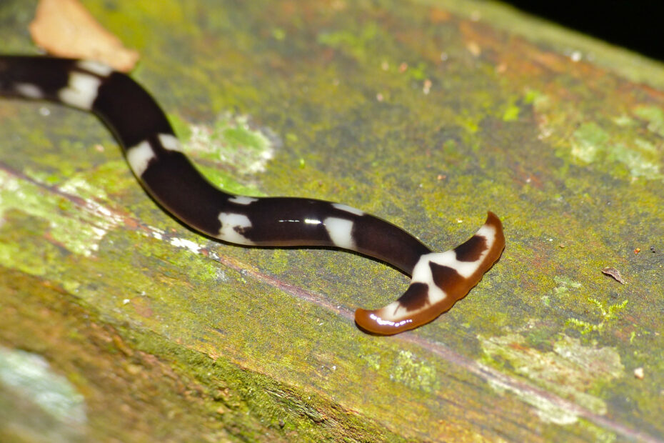 Ver à tête de marteau : le planaire carnivore qui chasse les vers de terre bipalium graffi ver tete marteau Bipalium graffi, autre planaire terrestre à tête de marteau