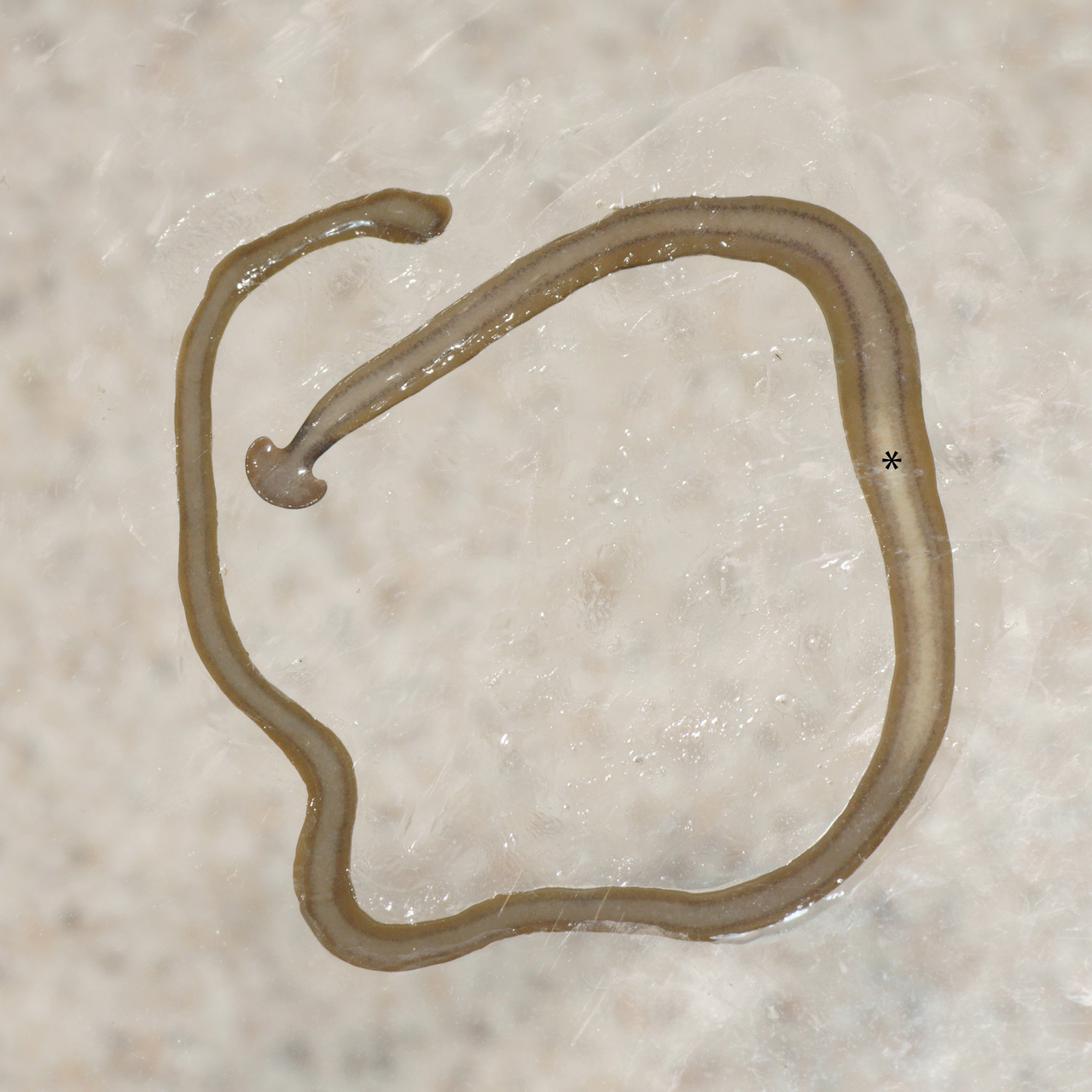 Face ventrale de Bipalium kewense montrant l'emplacement de la bouche Face ventrale de Bipalium kewense montrant l'emplacement de la bouche
