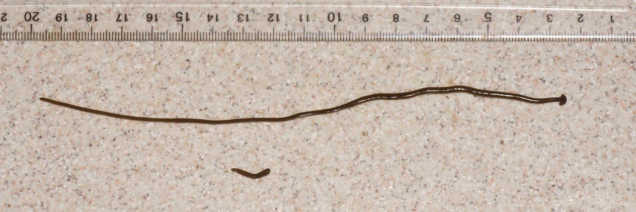 Bipalium kewense se reproduisant par scissiparité Bipalium kewense se reproduisant par scissiparité