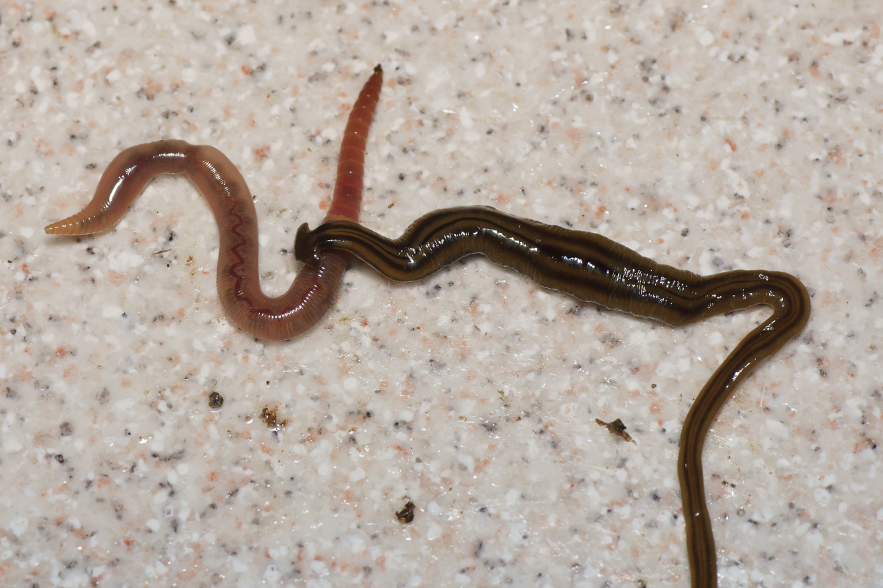 Bipalium kewense attaquant un ver de terre Bipalium kewense attaquant un ver de terre