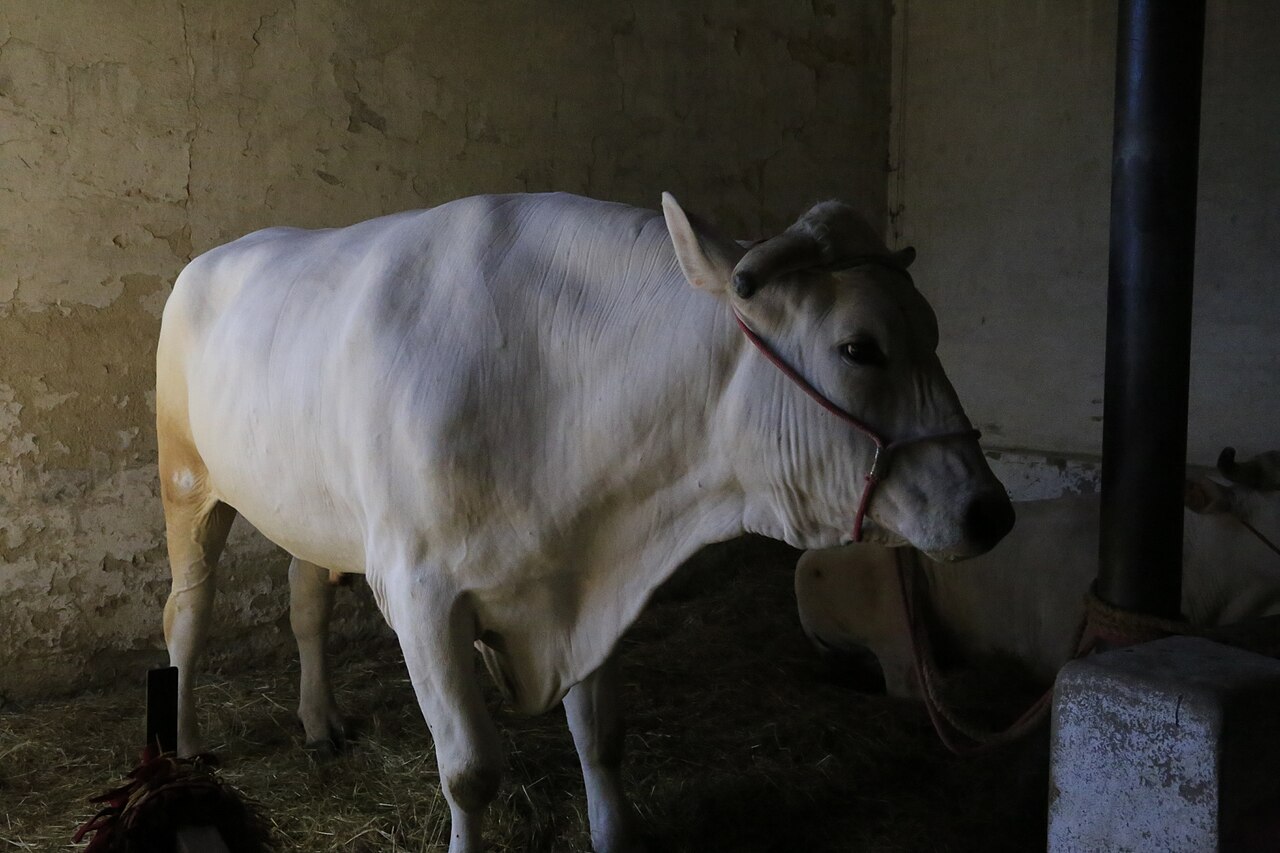 Grand bœuf Chianina blanc illustrant la taille de cette race bovine italienne Grand bœuf Chianina blanc illustrant la taille de cette race bovine italienne