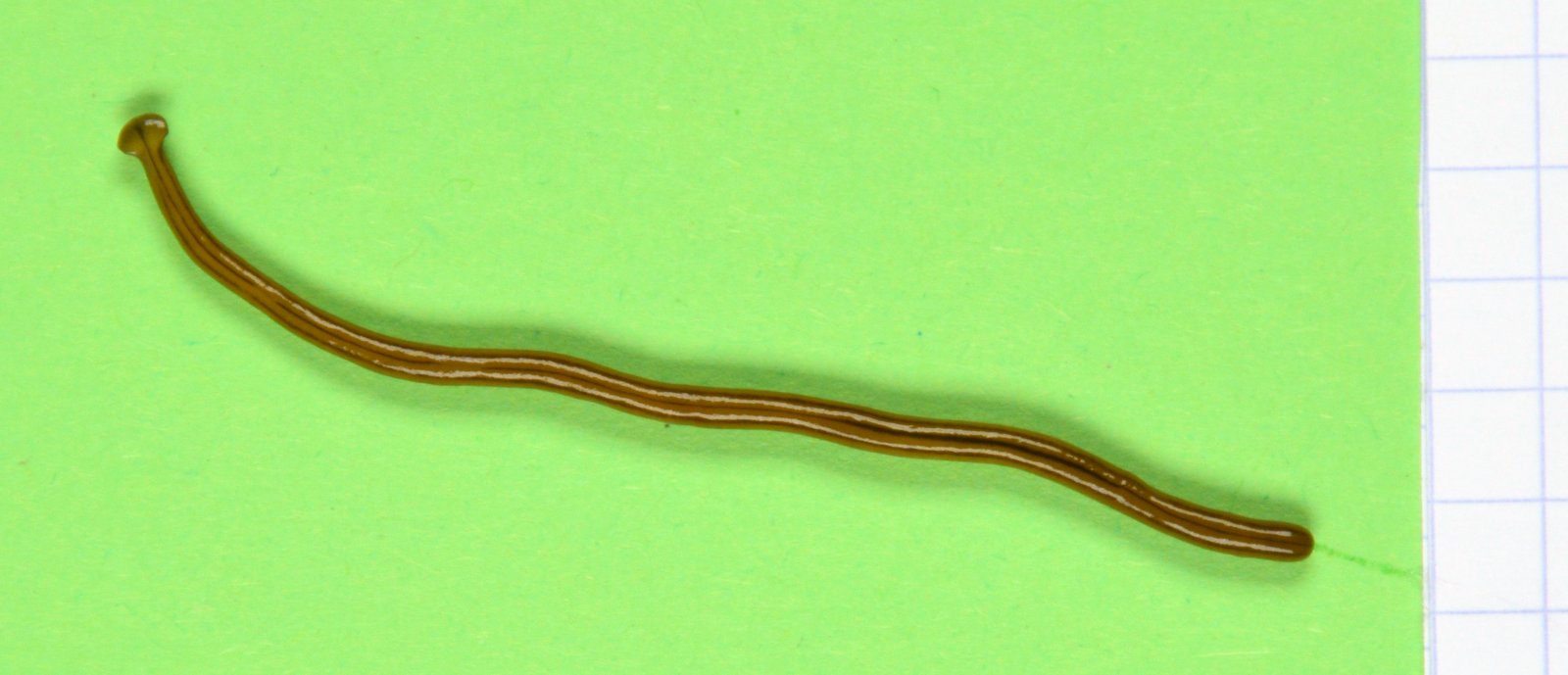 Diversibipalium multilineatum, ver à tête de marteau trouvé en France Diversibipalium multilineatum, ver à tête de marteau trouvé en France