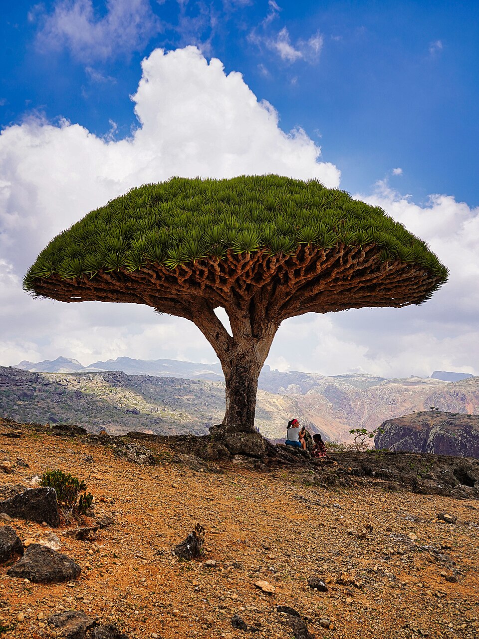 Dracaena cinnabari sur le plateau de Diksam à Socotra Dracaena cinnabari sur le plateau de Diksam à Socotra