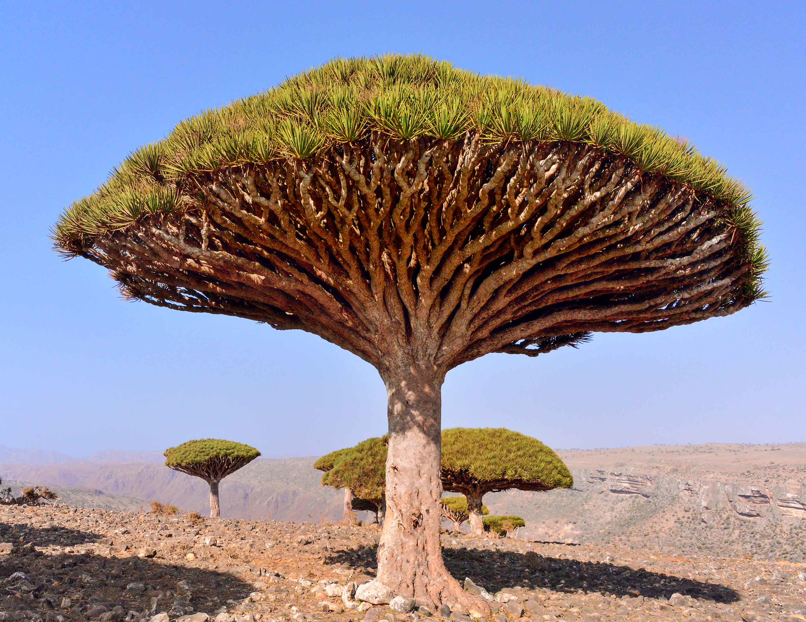 dragonnier de Socotra ou arbre sang du dragon yemen 1 dragonnier de Socotra ou arbre sang du dragon yemen 1