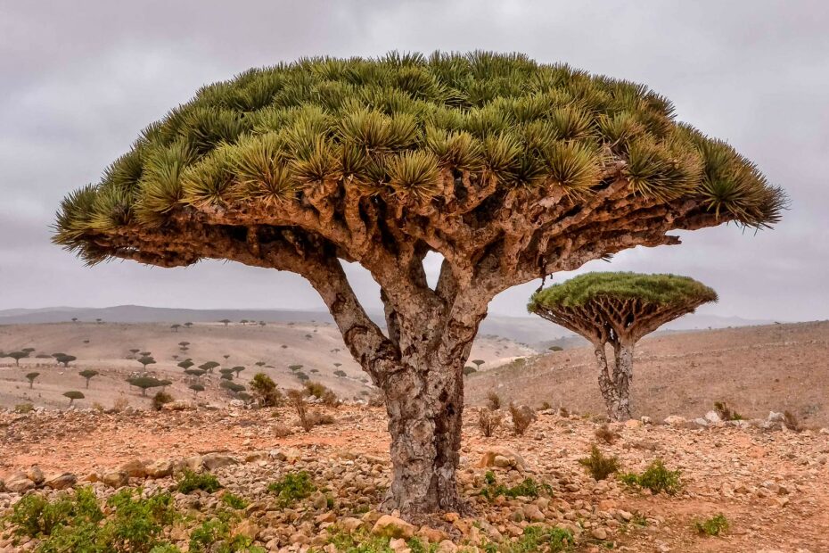 Le dragonnier de Socotra ou arbre sang du dragon dragonnier de Socotra ou arbre sang du dragon yemen 2 Arbre sang du dragon