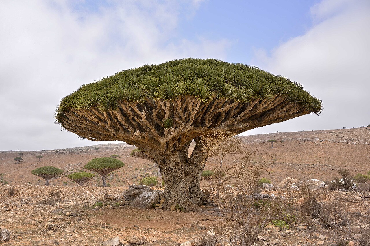 Dragonnier de Socotra ou arbre sang du dragon au Yémen Dragonnier de Socotra ou arbre sang du dragon au Yémen
