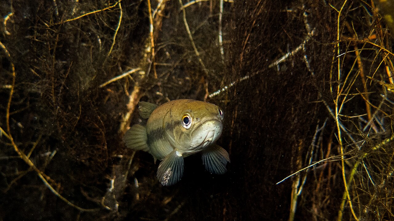 Poisson dans les eaux claires du Fervedouro do Buritizinho au Jalapão Poisson dans les eaux claires du Fervedouro do Buritizinho au Jalapão