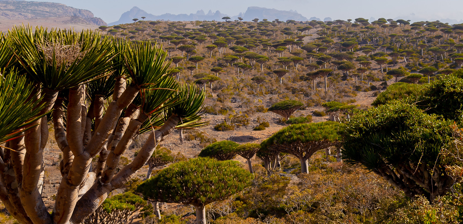 Forêt de dragonniers de Socotra, Yémen Forêt de dragonniers de Socotra, Yémen