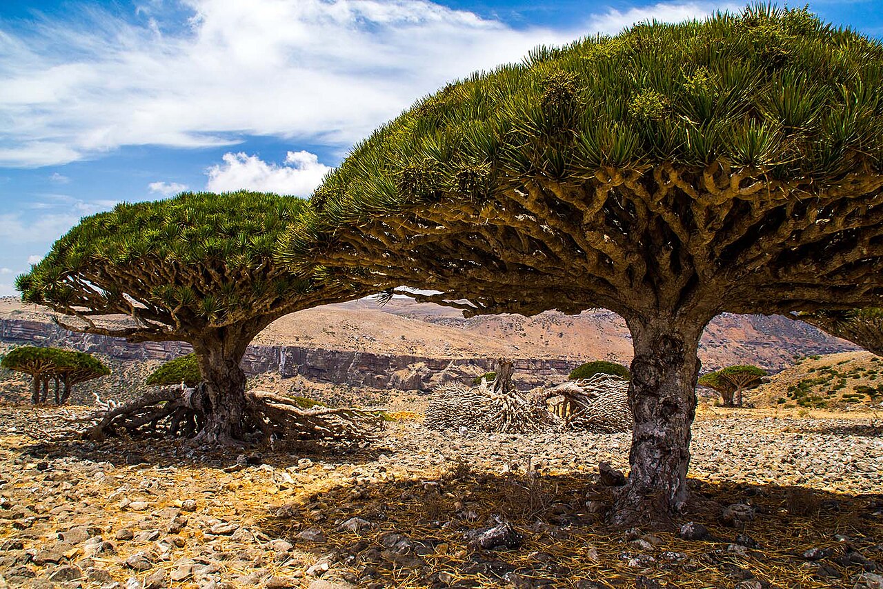 Dragonniers de Socotra sur le plateau de Diksam au Yémen Dragonniers de Socotra sur le plateau de Diksam au Yémen