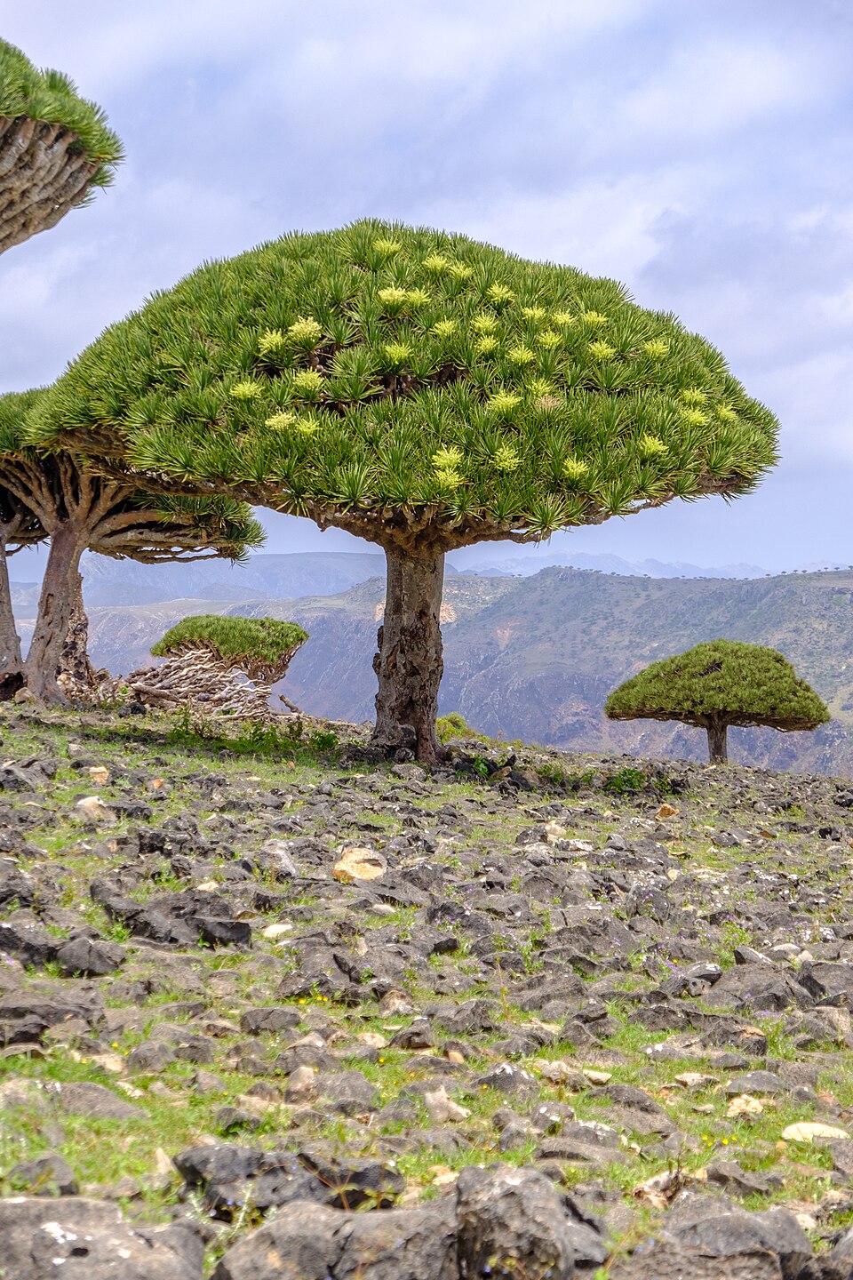 Fruits du dragonnier de Socotra Dracaena cinnabari Fruits du dragonnier de Socotra Dracaena cinnabari