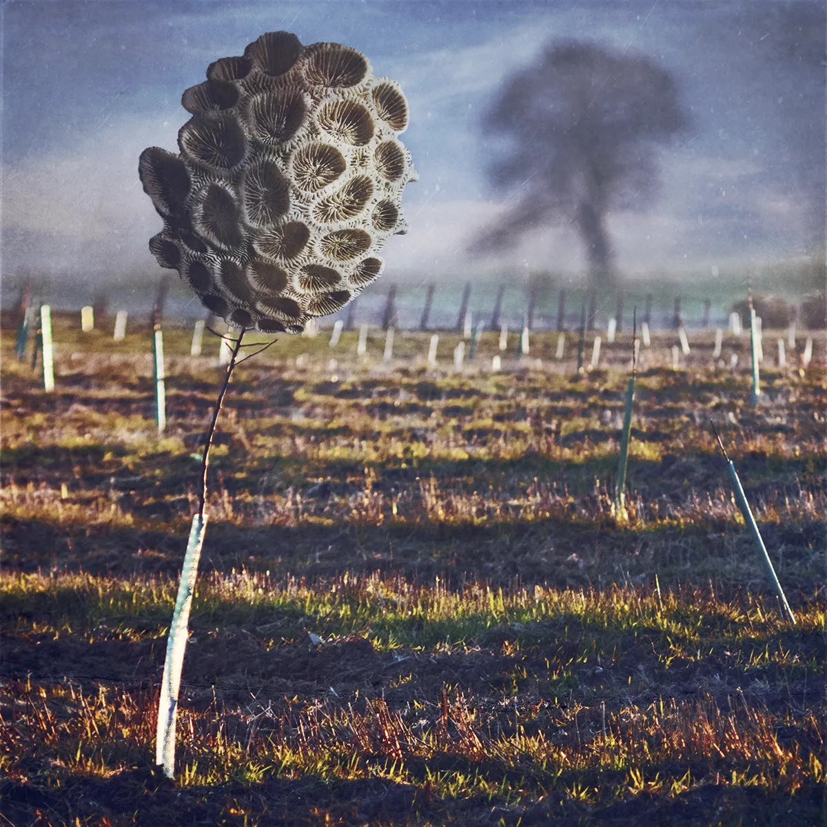 In the woods - des images surréalistes autour du bois par Dariusz Klimczak in the woods des images surrealistes autour du bois par Dariusz Klimczak 4 in-the-woods-des-images-surrealistes-autour-du-bois-par-Dariusz-Klimczak