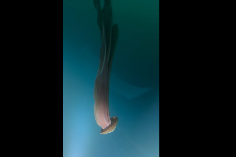 Méduse fantôme géante Stygiomedusa gigantea filmée en Antarctique
